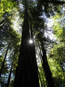 What is sinker redwood