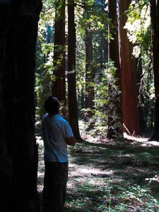 Jay beneath the Coastal redwoods