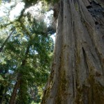 Sinker Redwood Story